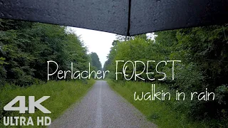 Walking in Rain Perlacher Forest Bavaria Germany, Umbrella Binaural 3D Rain Sounds ASMR 4K