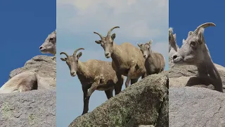 ROCKY MOUNTAIN NATIONAL PARK: Rocky Mountain Bighorn Sheep - video, slides with narration and music