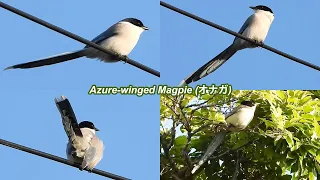 2024 05 18 Azure-winged Magpie - Morning chores