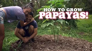 5 Things We Wish We Knew When We First Planted Papayas