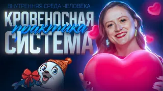 Внутренняя среда. Кровеносная система человека | ЕГЭ-2024 по биологии