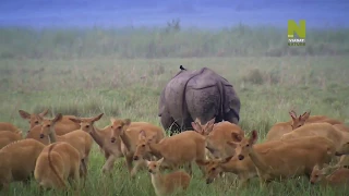 Cuộc sống ở đầm lầy rộng lớn - Giọt nước mắt của Himalaya - Kaziranga, INDIA