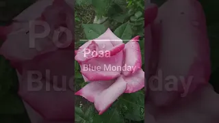 Роза Blue Monday Чайно-Гибридная / Майнцер Фастнахт 🌹