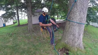 Ascending a leaning tree