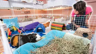 Building A Free Roam Space For Guinea Pigs | Small Pets