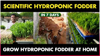 HYDROPONIC Fodder FARMING Business | Scientific Hydroponic Green Fodder Farming at Home in 7 Days