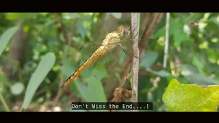 Sky Hunters, The World of Dragonflies | in 4K @The secrets of Nature