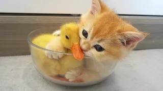 Kitten hugged little duck tightly, because he afraid that she'll leave