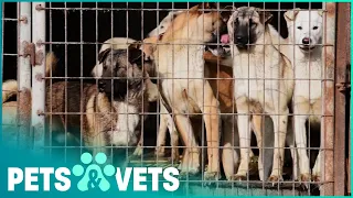 Saving These Dogs From Dog Meat Markets | The Dog Rescuers | Pets & Vets