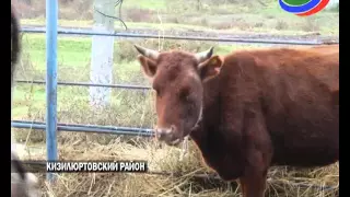 В Дагестане впервые зарегистрировано опасное заболевание крупно-рогатого скота - нодулярный дерматит