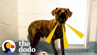Woman Pulls "Aggressive" Dog From The Shelter Minutes Before It's Too Late | The Dodo Foster Diaries