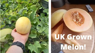 My first ever home-grown melon! | melon growing in Kent UK | harvest & taste