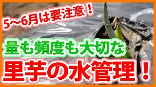 家庭菜園や農園の里芋栽培で5-6月は水管理に要注意！初期生育で腐らせない水管理と里芋の育て方を徹底解説！【農家直伝】Water management tips for taro cultivation