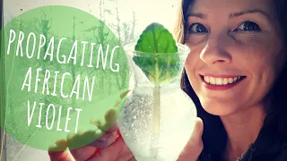 Propagating African Violet • Growing Home Gardening