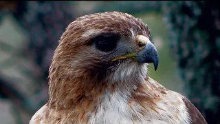 Red-tailed hawk: Up close and personal