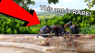 We Discovered a Rare Ant
