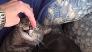 Making your cat yawn is easy