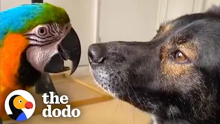 Dog And Parrot Who Didn't Get Along Spend Every Single Moment Together Now | The Dodo Odd Couples