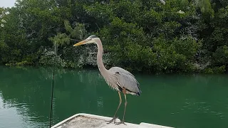 Birds are Dinosaurs! Featuring Green Heron and Great Blue Heron!