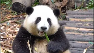 Panda Huahua Clean The Teeth |팬더 화와 치아 청소| 熊貓花花潔牙 | パンダ フアワ 歯をきれいにする #panda #animals