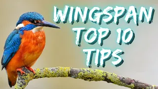 Top 10 tips for Wingspan!