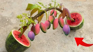 How to propagate mango tree in ripe watermelon fruit promote fast fruiting 100%