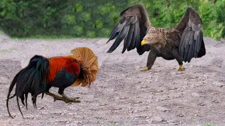 ¡Este Águila Se Metió Con El Oponente Equivocado!