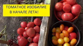 В огороде есть уже все! Томаты, огурцы, кабачки! Урожай богатый! Обзор огорода 27 июня.