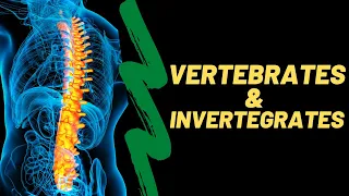 Vertebrates and invertebrates lesson for kids - Animals with a backbone and animals without one.