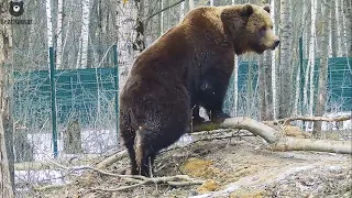 Жестокое нападение медведя на...дерево🐻😦