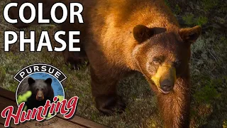 Incredible Saskatchewan Chocolate Phase Black Bear Bow Hunt - Patience Pays Off