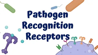 Pathogen Recognition Receptors & Innate immune Response || Toll-like Receptors