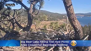 Big Bear Lake Hiking Trail, Picnic Area Closed For Bald Eagle Nesting