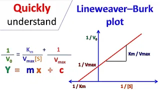 Lineweaver Burk plot