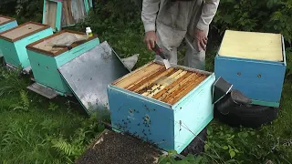 муравьинка так же  в арсенале от клеща