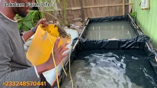 How to construct azorlla and duckweed pond (DIY)