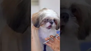 Shih tzu puppy first haircut!! cute and lovely!