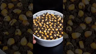 How to grow sweet corn in container from seed#Shorts