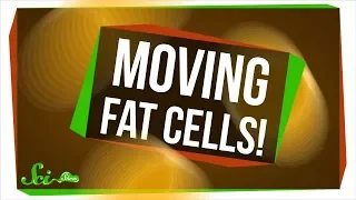 We Just Found Out Fat Cells Can Move!