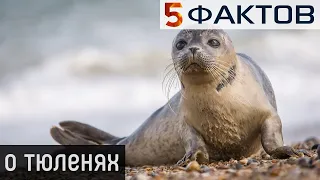 ⭐️ 5 СЕРЬЕЗНЫХ фактов о несерьезных ТЮЛЕНЯХ