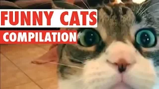 Cats Instant Funny Moves !! Sweet Cats !! Friendly Pets