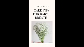 Care Tips for Baby's Breath
