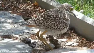 thick knee with chicks