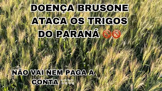 TRIGO 2023 DEU PROAGRO !!!