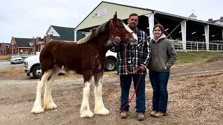 The Search BEGINS!!! Checking Out The Clydesdales At The DRAFT HORSE SALE!