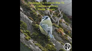 #Shorts. Лазоревка.The Eurasian Blue Tit. (Cyanistes caeruleus).Январь. January.