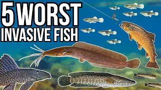 5 Worst Invasive Fish Species