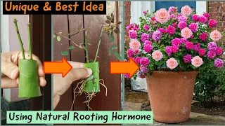 New Idea: How to grow rose cuttings with best natural rooting hormone| Grow rose cutting|Garden|New