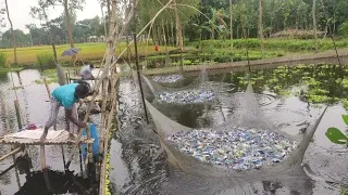 Best traditional village fishing in rainy day | plenty of country fish catching from flood water