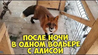 Ли Сяо / Alice the Fox Алиса Лиса (Сырные сокровища Арчи и очень добрая Алиса)